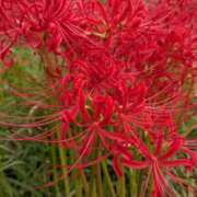 ヒメ日記 2025/10/02 08:56 投稿 白鳥(淑女の内緒のお遊び) おふくろさん 名古屋本店