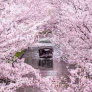 ヒメ日記 2025/04/05 07:06 投稿 藤(上質な色香と美貌) おふくろさん 名古屋本店