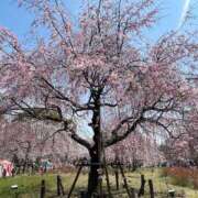 ヒメ日記 2025/04/15 19:15 投稿 手越(Ｈカップの子猫ちゃん) おふくろさん 名古屋本店