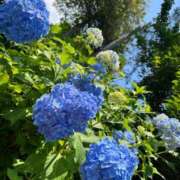 ヒメ日記 2025/06/25 08:30 投稿 大倉(甘えられるの大好き♪) おふくろさん 名古屋本店