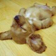 ヒメ日記 2024/12/15 14:24 投稿 小野寺(ダイナマイトボディ) おふくろさん 名古屋本店