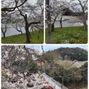 ヒメ日記 2025/04/02 15:38 投稿 小野寺(ダイナマイトボディ) おふくろさん 名古屋本店