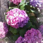 ヒメ日記 2025/06/12 23:58 投稿 小野寺(ダイナマイトボディ) おふくろさん 名古屋本店