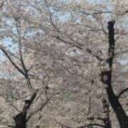 ヒメ日記 2026/03/30 16:30 投稿 香取(いやぁ～可愛い♪) おふくろさん 名古屋本店