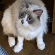 ヒメ日記 2025/01/22 09:35 投稿 川田(上品真面目な熟女さん) おふくろさん 名古屋本店