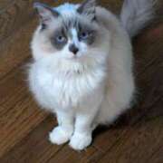 ヒメ日記 2025/01/31 11:50 投稿 川田(上品真面目な熟女さん) おふくろさん 名古屋本店