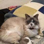 ヒメ日記 2025/02/21 17:59 投稿 川田(上品真面目な熟女さん) おふくろさん 名古屋本店