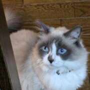 ヒメ日記 2025/03/25 11:32 投稿 川田(上品真面目な熟女さん) おふくろさん 名古屋本店