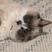 ヒメ日記 2025/04/06 09:43 投稿 川田(上品真面目な熟女さん) おふくろさん 名古屋本店