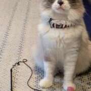 ヒメ日記 2025/04/12 11:33 投稿 川田(上品真面目な熟女さん) おふくろさん 名古屋本店