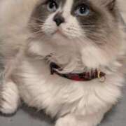 ヒメ日記 2025/05/07 11:49 投稿 川田(上品真面目な熟女さん) おふくろさん 名古屋本店