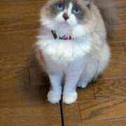 ヒメ日記 2025/05/11 09:42 投稿 川田(上品真面目な熟女さん) おふくろさん 名古屋本店