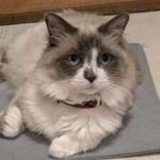 ヒメ日記 2025/05/18 09:44 投稿 川田(上品真面目な熟女さん) おふくろさん 名古屋本店