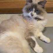 ヒメ日記 2025/05/24 12:10 投稿 川田(上品真面目な熟女さん) おふくろさん 名古屋本店