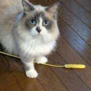 ヒメ日記 2025/06/07 12:26 投稿 川田(上品真面目な熟女さん) おふくろさん 名古屋本店