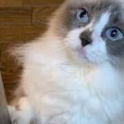 ヒメ日記 2025/08/15 11:33 投稿 川田(上品真面目な熟女さん) おふくろさん 名古屋本店