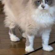 ヒメ日記 2025/08/17 09:48 投稿 川田(上品真面目な熟女さん) おふくろさん 名古屋本店