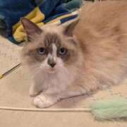 ヒメ日記 2026/02/09 12:49 投稿 川田(上品真面目な熟女さん) おふくろさん 名古屋本店