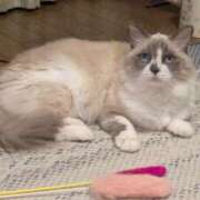 ヒメ日記 2026/02/15 10:13 投稿 川田(上品真面目な熟女さん) おふくろさん 名古屋本店