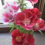 ヒメ日記 2025/03/15 08:17 投稿 徳川(麗しい美肌熟女) おふくろさん 名古屋本店