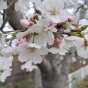 ヒメ日記 2025/04/02 18:52 投稿 徳川(麗しい美肌熟女) おふくろさん 名古屋本店