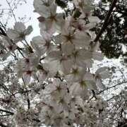 ヒメ日記 2025/04/01 20:24 投稿 前田(反則級の可愛らしさ) おふくろさん 名古屋本店