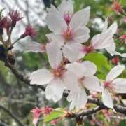 ヒメ日記 2026/04/15 11:03 投稿 えり 高級エステ セラピスト