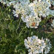 ヒメ日記 2025/05/25 19:50 投稿 小野 人妻風俗チャンネル