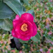 ヒメ日記 2026/01/16 00:48 投稿 小野 人妻風俗チャンネル