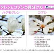 ヒメ日記 2026/03/16 23:30 投稿 小野 人妻風俗チャンネル