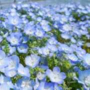 ヒメ日記 2026/04/24 06:00 投稿 小野 人妻風俗チャンネル