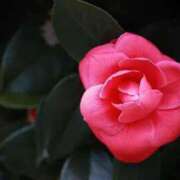 ヒメ日記 2024/12/31 20:08 投稿 丘咲(おかざき) 熟女出逢い会『百合の園』目黒店