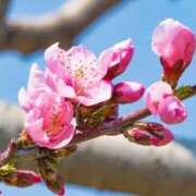 ヒメ日記 2025/03/02 16:48 投稿 丘咲(おかざき) 熟女出逢い会『百合の園』目黒店