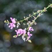 ヒメ日記 2025/03/20 22:28 投稿 丘咲(おかざき) 熟女出逢い会『百合の園』目黒店