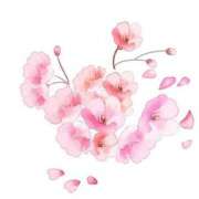 ヒメ日記 2025/03/22 12:28 投稿 丘咲(おかざき) 熟女出逢い会『百合の園』目黒店