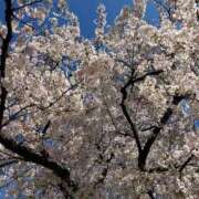 ヒメ日記 2025/04/05 13:08 投稿 丘咲(おかざき) 熟女出逢い会『百合の園』目黒店