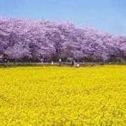 ヒメ日記 2025/04/12 12:08 投稿 丘咲(おかざき) 熟女出逢い会『百合の園』目黒店