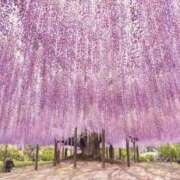 ヒメ日記 2025/05/01 07:08 投稿 丘咲(おかざき) 熟女出逢い会『百合の園』目黒店