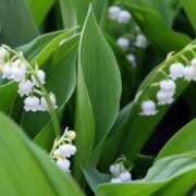 ヒメ日記 2025/05/31 10:38 投稿 丘咲(おかざき) 熟女出逢い会『百合の園』目黒店