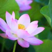 ヒメ日記 2025/07/22 23:08 投稿 丘咲(おかざき) 熟女出逢い会『百合の園』目黒店