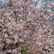 丘咲(おかざき) リクエスト 熟女出逢い会『百合の園』目黒店