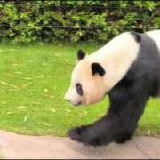 ヒメ日記 2025/05/12 14:20 投稿 さやか ぽちゃかわ専門店　ぽちゃぽちゃイケてる