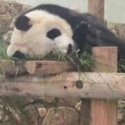 ヒメ日記 2025/06/27 14:14 投稿 さやか ぽちゃかわ専門店　ぽちゃぽちゃイケてる