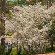 ヒメ日記 2026/02/23 14:08 投稿 さやか ぽちゃかわ専門店　ぽちゃぽちゃイケてる