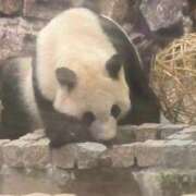 ヒメ日記 2026/03/08 22:19 投稿 さやか ぽちゃかわ専門店　ぽちゃぽちゃイケてる