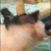 ヒメ日記 2026/05/11 20:58 投稿 さやか ぽちゃかわ専門店　ぽちゃぽちゃイケてる