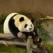 ヒメ日記 2026/08/03 14:16 投稿 さやか ぽちゃかわ専門店　ぽちゃぽちゃイケてる