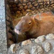 ヒメ日記 2025/01/23 22:30 投稿 REN GRAND STAGE