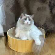 ヒメ日記 2025/02/09 21:46 投稿 REN GRAND STAGE