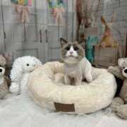 ヒメ日記 2025/04/25 00:23 投稿 REN GRAND STAGE